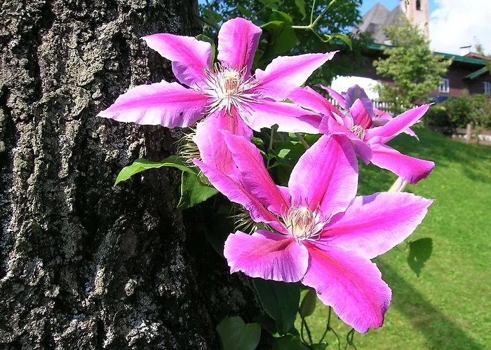 Tiefenbrunner 4* קיצביהל