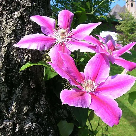 Tiefenbrunner 4* Kitzbühel